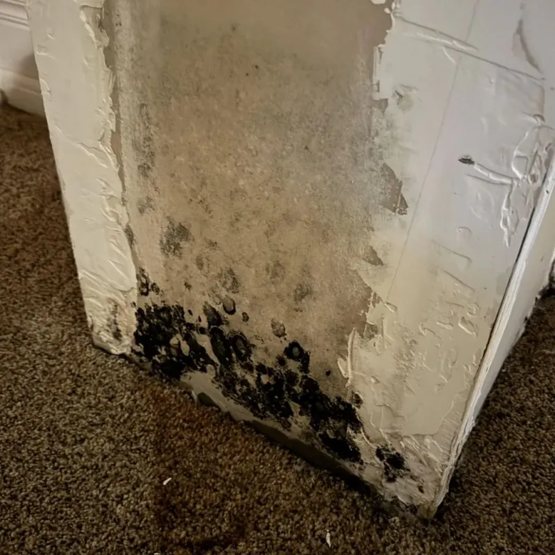 Professional Mold Removal in Richmond Hill, GA